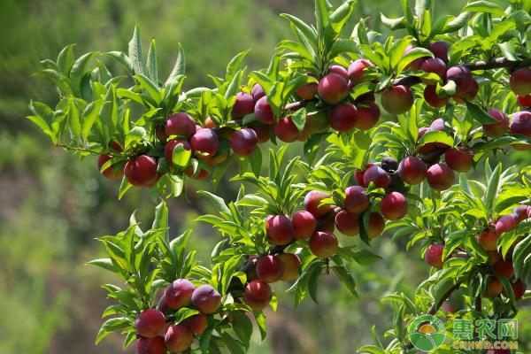 李子定植及病蟲害防治方法-圖片版權(quán)歸惠農(nóng)網(wǎng)所有