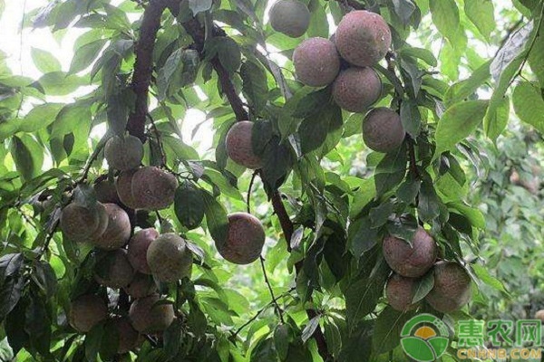 李子呈“豆沙餡”狀是怎么回事？如何防治？-圖片版權(quán)歸惠農(nóng)網(wǎng)所有