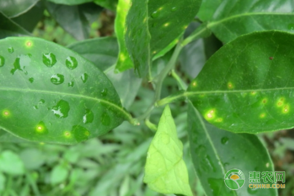 臍橙脂點(diǎn)黃斑病的癥狀、發(fā)病規(guī)律及防治措施-圖片版權(quán)歸惠農(nóng)網(wǎng)所有