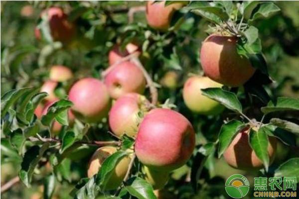 苹果树苗怎么种植？