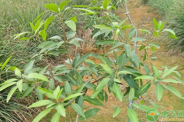 芒果樹缺氮有哪些癥狀？如何補氮？-圖片版權(quán)歸惠農(nóng)網(wǎng)所有