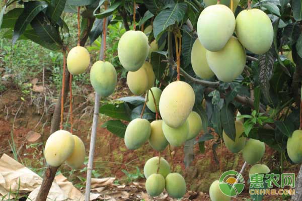 芒果高產(chǎn)管理要點-圖片版權(quán)歸惠農(nóng)網(wǎng)所有
