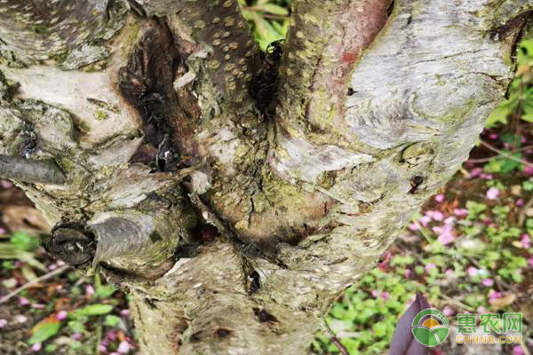 芒果樹流膠病的癥狀、發(fā)病條件及防治措施-圖片版權(quán)歸惠農(nóng)網(wǎng)所有
