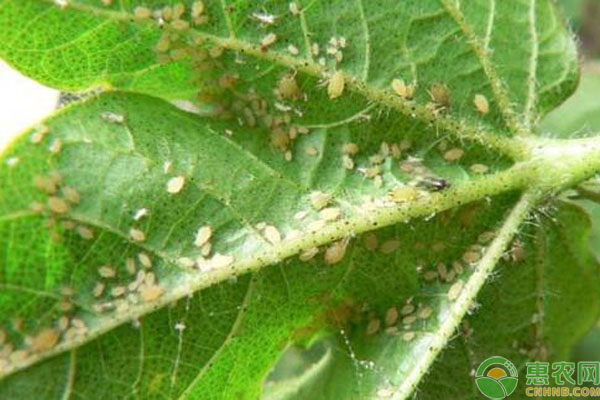 立夏后這幾種病蟲害高發(fā)，防治方法不可錯過！-圖片版權歸惠農(nóng)網(wǎng)所有