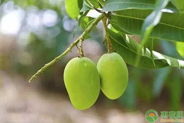 芒果果园如何管理？芒果的常见病虫害防治-图片版权归惠农网所有