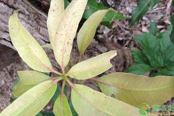 芒果樹缺氮有哪些癥狀？如何補氮？-圖片版權(quán)歸惠農(nóng)網(wǎng)所有