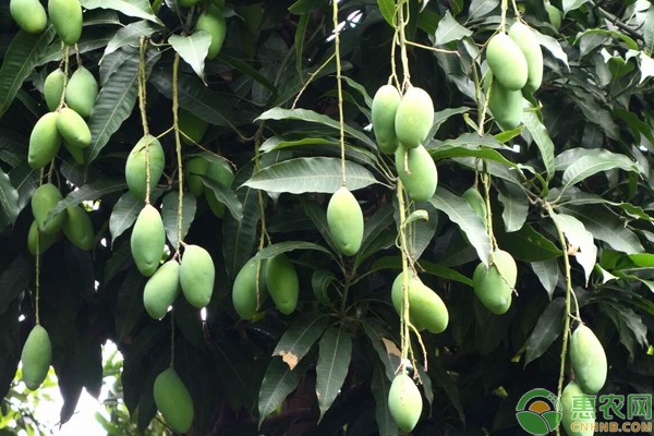 芒果要如何噴施葉面肥？-圖片版權(quán)歸惠農(nóng)網(wǎng)所有