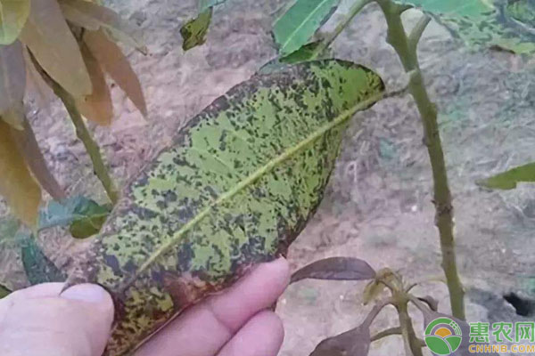 芒果樹缺氮有哪些癥狀？如何補氮？-圖片版權(quán)歸惠農(nóng)網(wǎng)所有