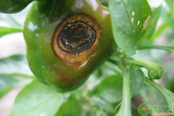 立夏后這幾種病蟲害高發(fā)，防治方法不可錯過！-圖片版權歸惠農(nóng)網(wǎng)所有