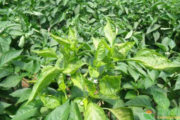 立夏后這幾種病蟲害高發(fā)，防治方法不可錯過！-圖片版權歸惠農(nóng)網(wǎng)所有