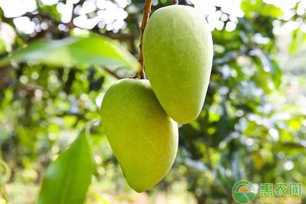 芒果樹要如何補充營養(yǎng)？-圖片版權(quán)歸惠農(nóng)網(wǎng)所有