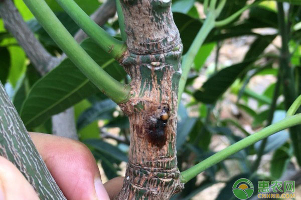 芒果樹流膠病的癥狀、發(fā)病條件及防治措施-圖片版權(quán)歸惠農(nóng)網(wǎng)所有