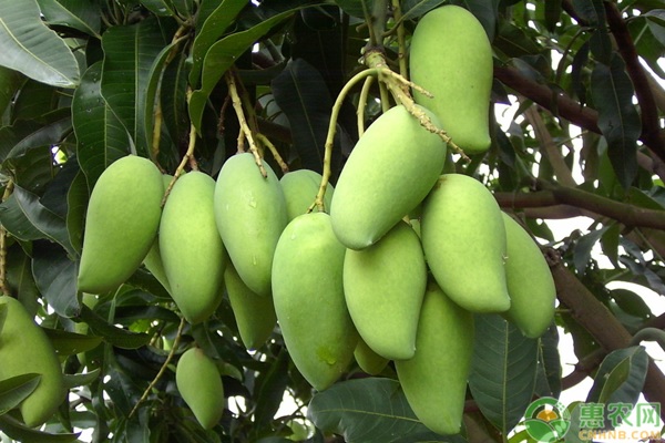 芒果高產(chǎn)種植管理要點(diǎn)-圖片版權(quán)歸惠農(nóng)網(wǎng)所有