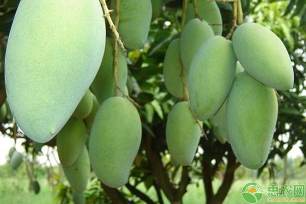 芒果如何增產(chǎn)？做好這五個措施很簡單-圖片版權(quán)歸惠農(nóng)網(wǎng)所有