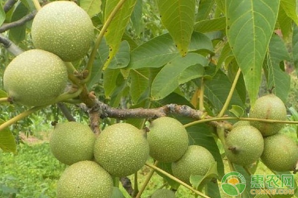 核桃落果的原因是什么？核桃如何防落果？-圖片版權(quán)歸惠農(nóng)網(wǎng)所有