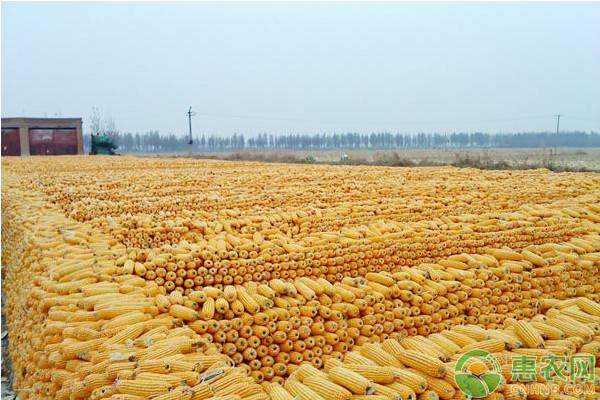 今日玉米多少钱一斤？附5月玉米价格行情预测