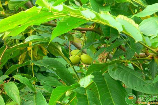 核桃樹(shù)葉發(fā)黃是什么原因？如何解決？-圖片版權(quán)歸惠農(nóng)網(wǎng)所有