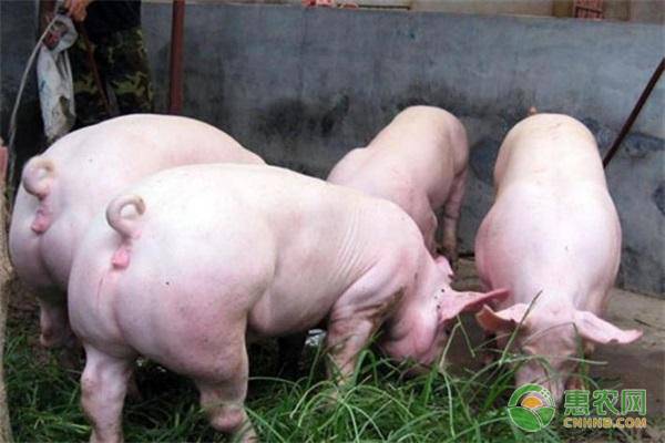 今日活猪价格多少钱一斤？5月活猪行情走势分析