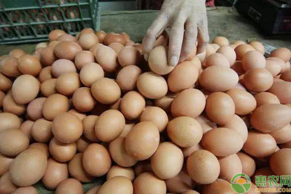 美国鸡蛋涨价200%，为何疫情期间中美鸡蛋走势不同？