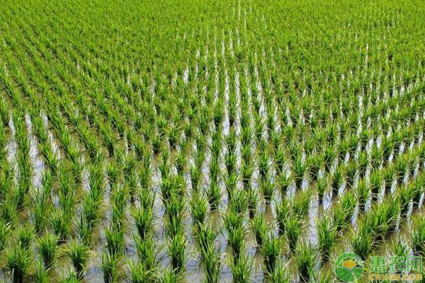 水稻防病害有哪些方法？-圖片版權(quán)歸惠農(nóng)網(wǎng)所有