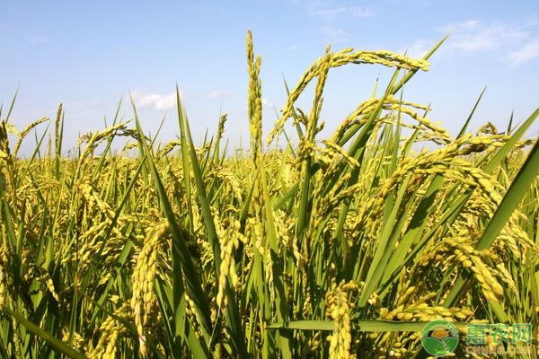 水稻谷粒裂开是什么原因?水稻防谷粒裂开