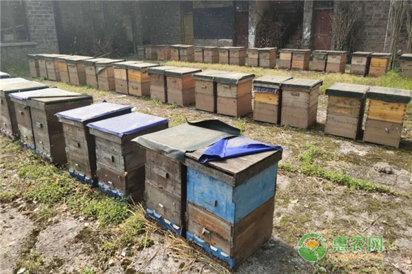 石榴坪乡90后养蜂人李风英：一箱蜂等于一亩田的收入！