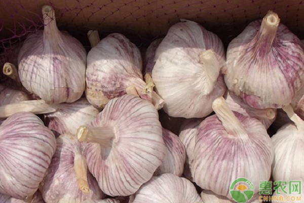 大蒜疫病綜合防治措施-圖片版權(quán)歸惠農(nóng)網(wǎng)所有
