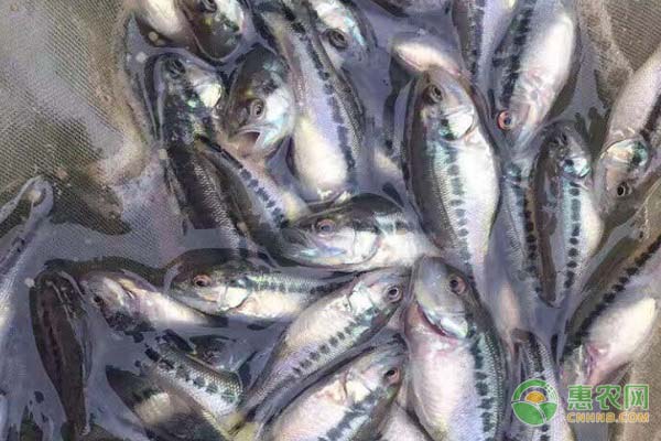 加州鱸魚苗要怎樣轉(zhuǎn)料？-圖片版權(quán)歸惠農(nóng)網(wǎng)所有
