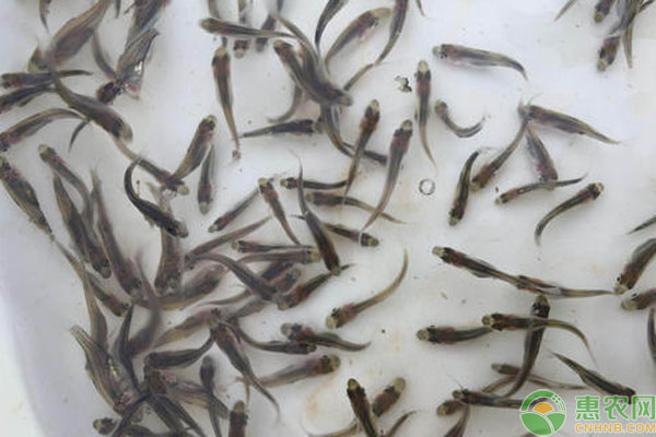 加州鱸魚苗拖便怎樣治療？-圖片版權(quán)歸惠農(nóng)網(wǎng)所有
