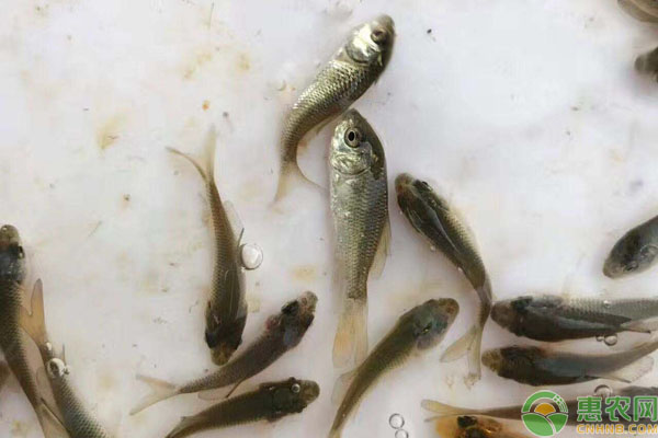 加州鱸魚苗拖便怎樣治療？-圖片版權(quán)歸惠農(nóng)網(wǎng)所有