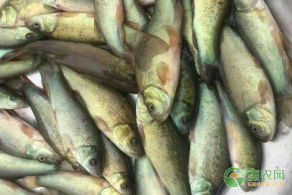 丁桂魚(yú)苗在一天什么時(shí)候喂飼料？丁桂魚(yú)苗喂養(yǎng)要點(diǎn)介紹-圖片版權(quán)歸惠農(nóng)網(wǎng)所有