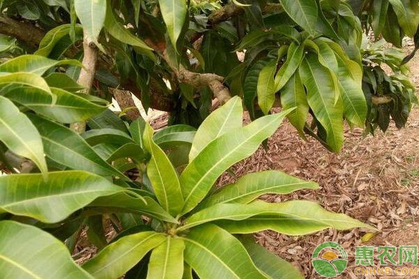 芒果葉緣焦枯的癥狀、發(fā)病原因及防治方法-圖片版權(quán)歸惠農(nóng)網(wǎng)所有
