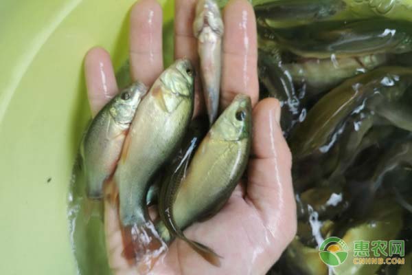 丁桂魚(yú)苗在一天什么時(shí)候喂飼料？丁桂魚(yú)苗喂養(yǎng)要點(diǎn)介紹-圖片版權(quán)歸惠農(nóng)網(wǎng)所有