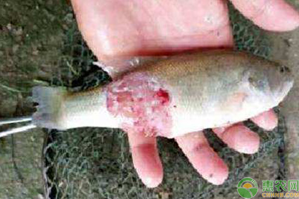 加州鱸魚常見病害癥狀及防治方法-圖片版權(quán)歸惠農(nóng)網(wǎng)所有