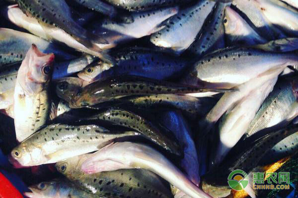 加州鱸魚(yú)苗培育技術(shù)-圖片版權(quán)歸惠農(nóng)網(wǎng)所有