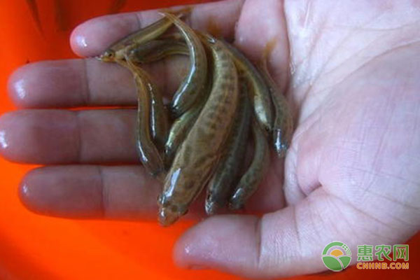 加州鱸魚(yú)苗培育技術(shù)-圖片版權(quán)歸惠農(nóng)網(wǎng)所有