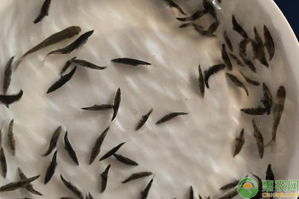 鱖魚苗最遲什么時(shí)候下苗？要注意什么？-圖片版權(quán)歸惠農(nóng)網(wǎng)所有