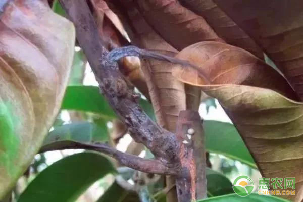 芒果葉緣焦枯的癥狀、發(fā)病原因及防治方法-圖片版權(quán)歸惠農(nóng)網(wǎng)所有