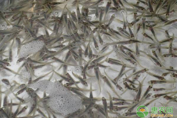 加州鱸魚(yú)苗培育技術(shù)-圖片版權(quán)歸惠農(nóng)網(wǎng)所有