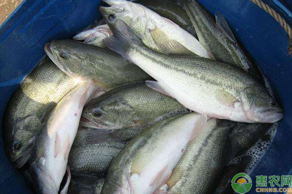 加州鱸魚常見病害癥狀及防治方法-圖片版權(quán)歸惠農(nóng)網(wǎng)所有