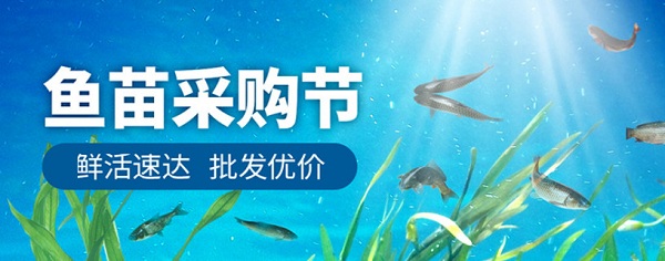 桂花鱼苗吃什么饲料？一般有多大的成活率？-图片版权归惠农网所有