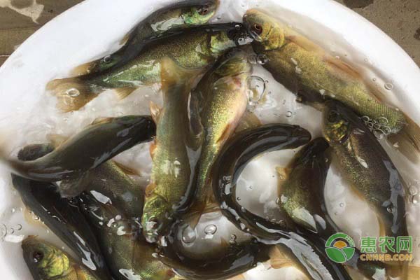 丁桂魚(yú)苗在一天什么時(shí)候喂飼料？丁桂魚(yú)苗喂養(yǎng)要點(diǎn)介紹-圖片版權(quán)歸惠農(nóng)網(wǎng)所有