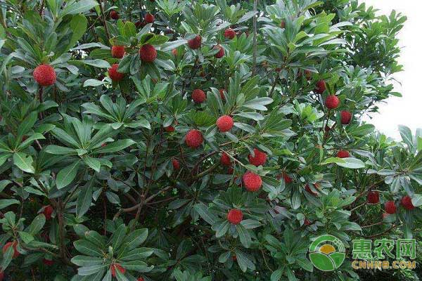 楊梅種植技術(shù)和病蟲害防治大全-圖片版權(quán)歸惠農(nóng)網(wǎng)所有