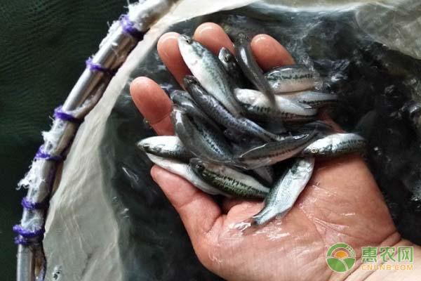 加州鱸魚苗要怎樣轉(zhuǎn)料？-圖片版權(quán)歸惠農(nóng)網(wǎng)所有