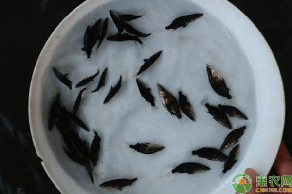 桂花魚苗什么時候投放？一畝放幾條？-圖片版權(quán)歸惠農(nóng)網(wǎng)所有