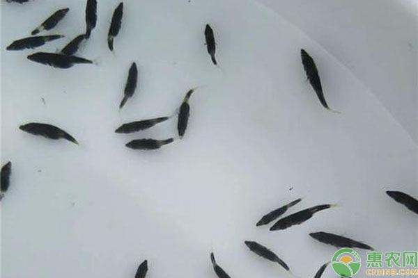 鱖魚苗最遲什么時(shí)候下苗？要注意什么？-圖片版權(quán)歸惠農(nóng)網(wǎng)所有