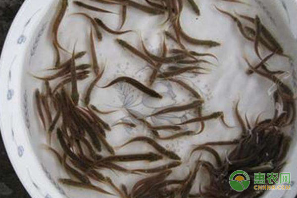 加州鱸魚水花苗育苗的過程-圖片版權(quán)歸惠農(nóng)網(wǎng)所有