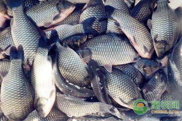 鯽魚苗怎么養(yǎng)才不容易死？這四大要點需掌握！-圖片版權(quán)歸惠農(nóng)網(wǎng)所有