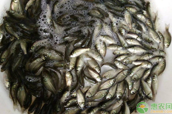 鯽魚苗一年能長多大？主要吃什么？-圖片版權(quán)歸惠農(nóng)網(wǎng)所有