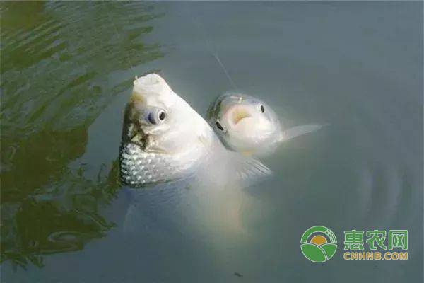 鯽魚苗怎么養(yǎng)才不容易死？這四大要點需掌握！-圖片版權(quán)歸惠農(nóng)網(wǎng)所有